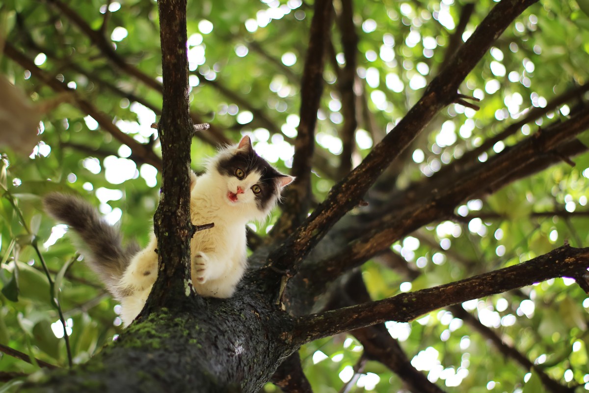 Katze sitzt in der Baumkrone fest