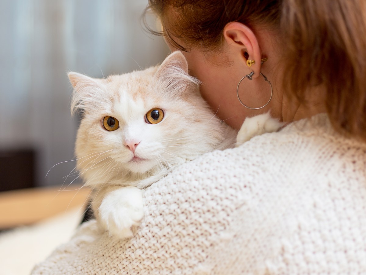 Katze auf dem Arm einer Frau