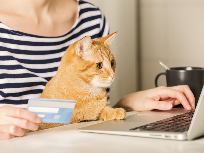 Katze am Laptop mit Frau eröffnen Konto