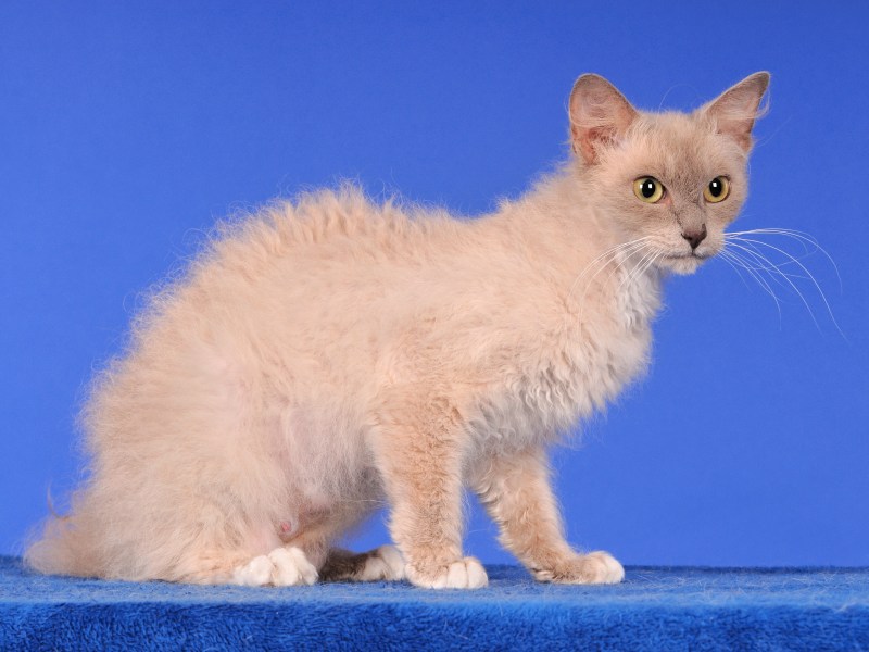 LaPerm Katze stehend vor blauem Hintegrund