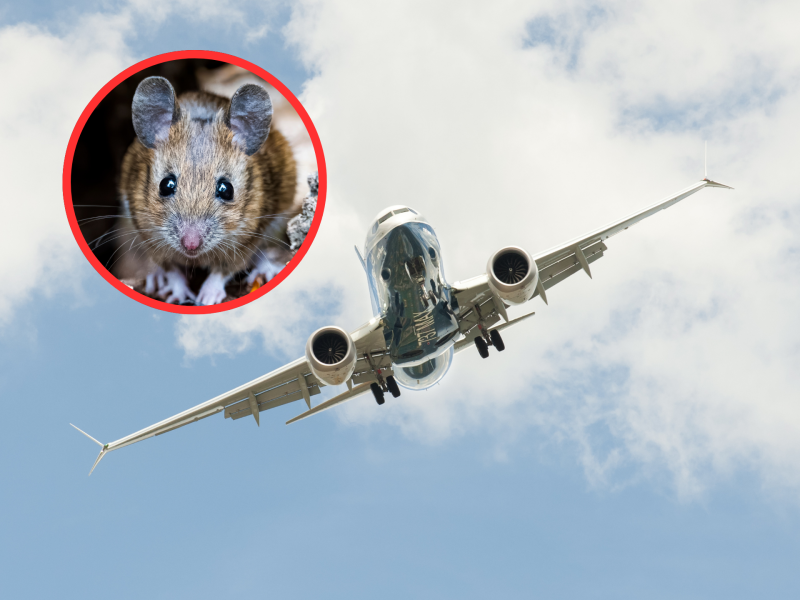 Maus im Flugzeug