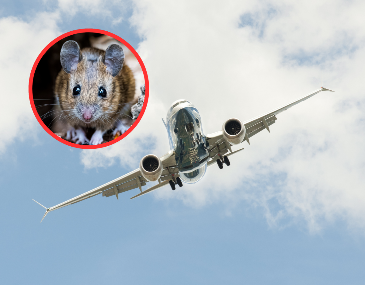 Maus im Flugzeug