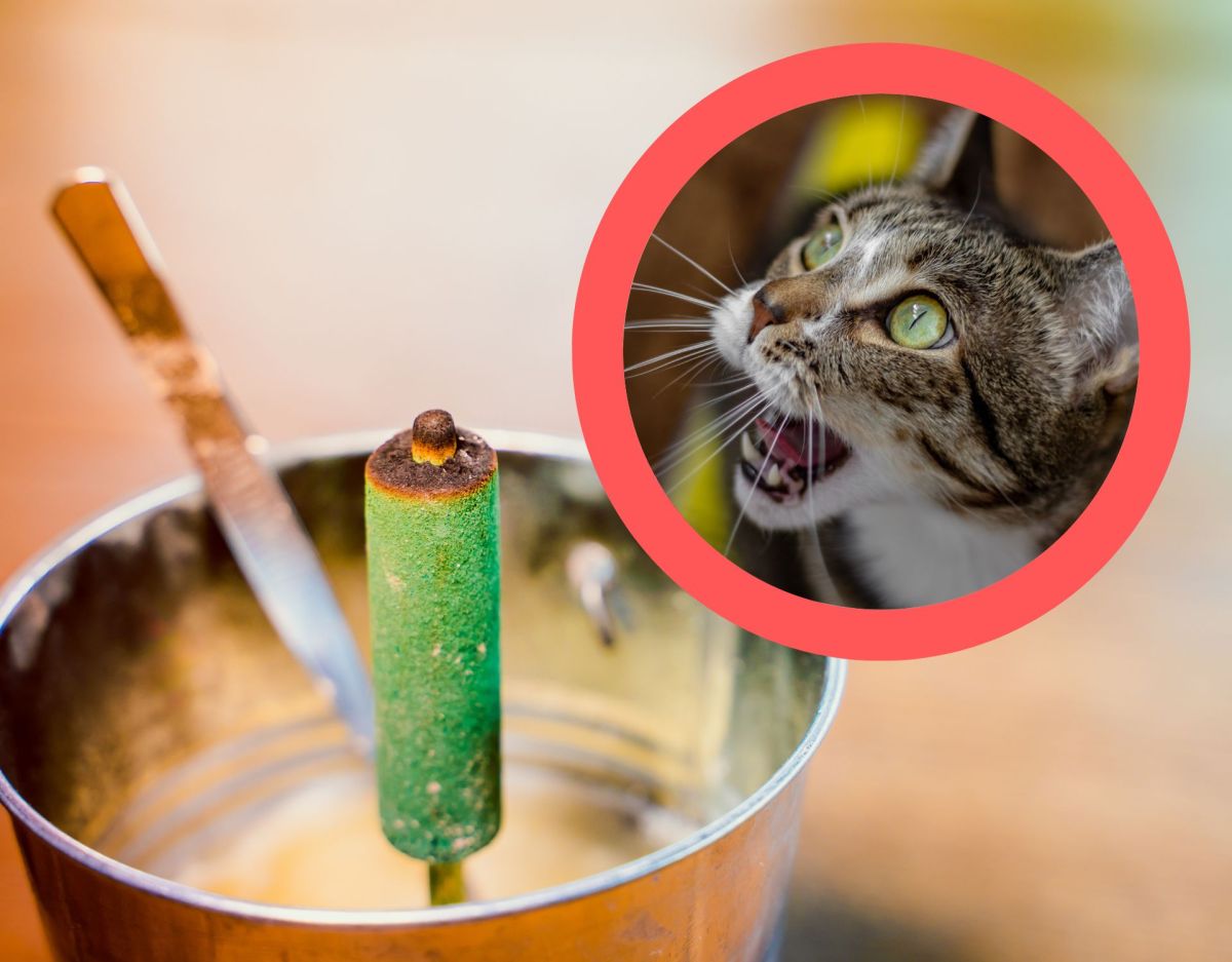 Mückensticks und Insektenspray für Katzen giftig