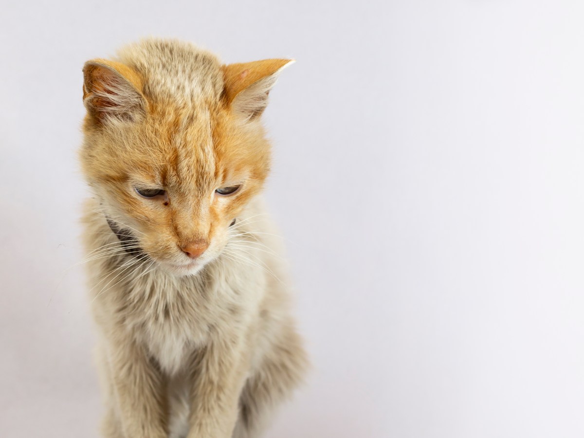 Katze nimmt ab, obwohl sie frisst: Diese tückische Krankheit könnte der Grund sein