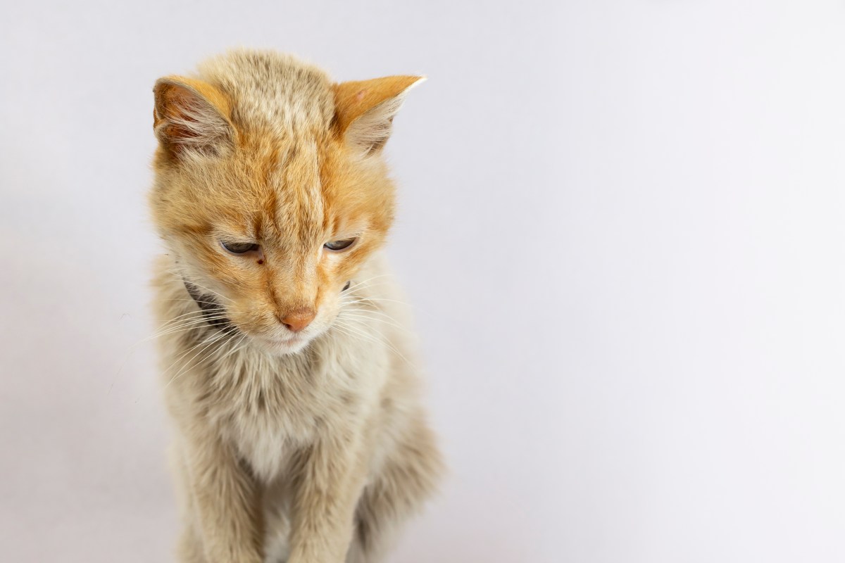 DÃ¼nne, rote Katze sitzt und schaut auf den Boden