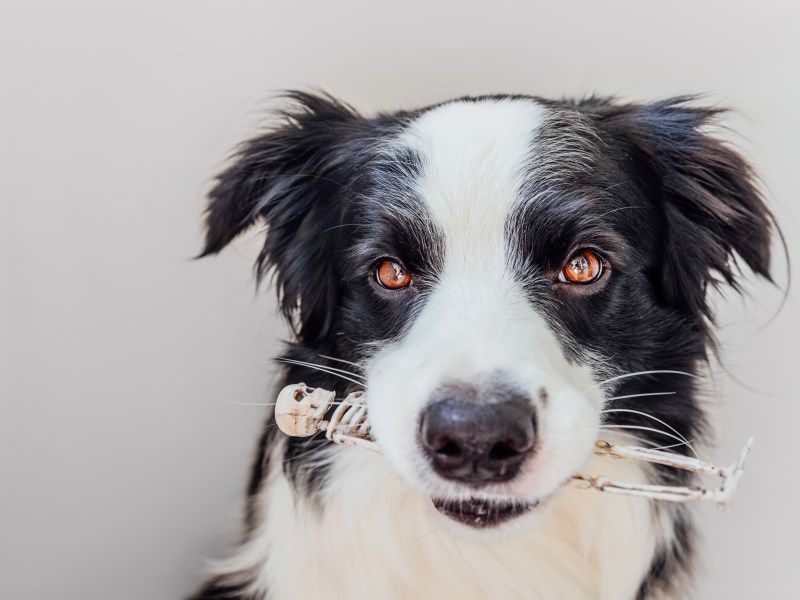 Hund hat Skelett im Mund