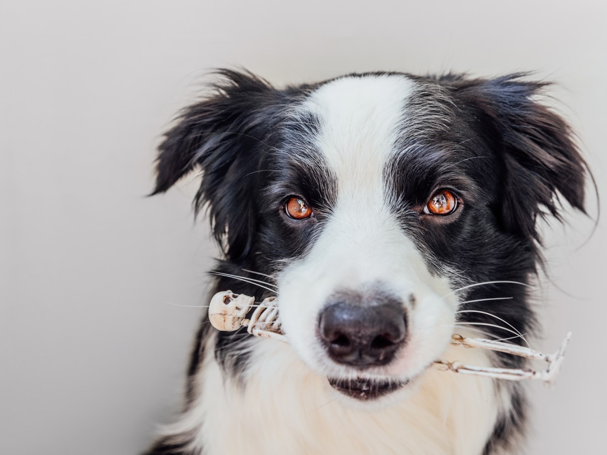 So einfach verwandelst du deinen Hund in ein Halloween-Skelett