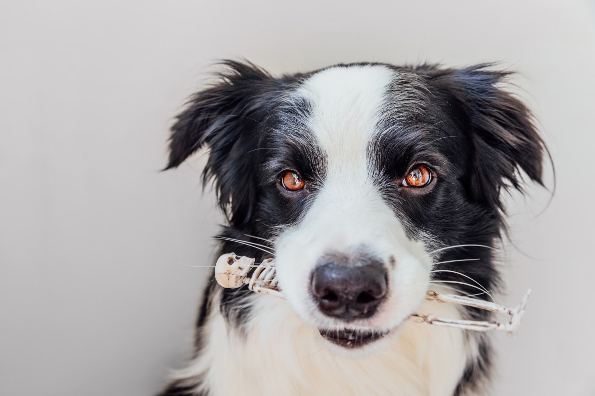 Hund hat Skelett im Mund