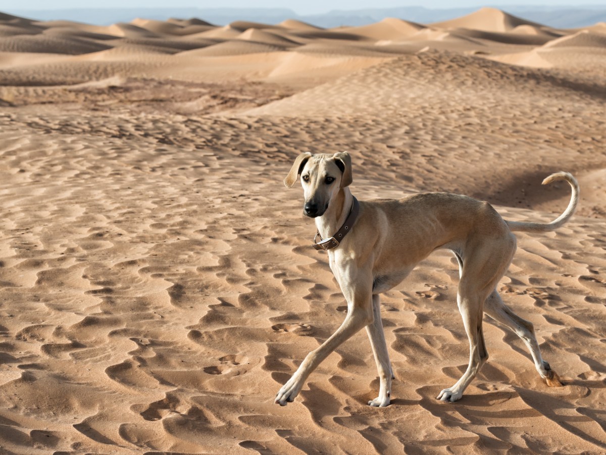 Sloughi Steckbrief: Alles Ã¼ber den Arabischen Windhund â€“ Charakter, Pflege & Haltung