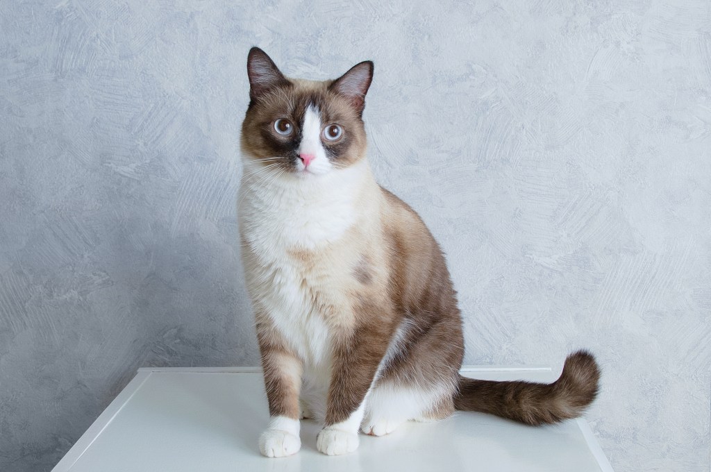 Snowshoe Katze sitzt auf einem Tisch