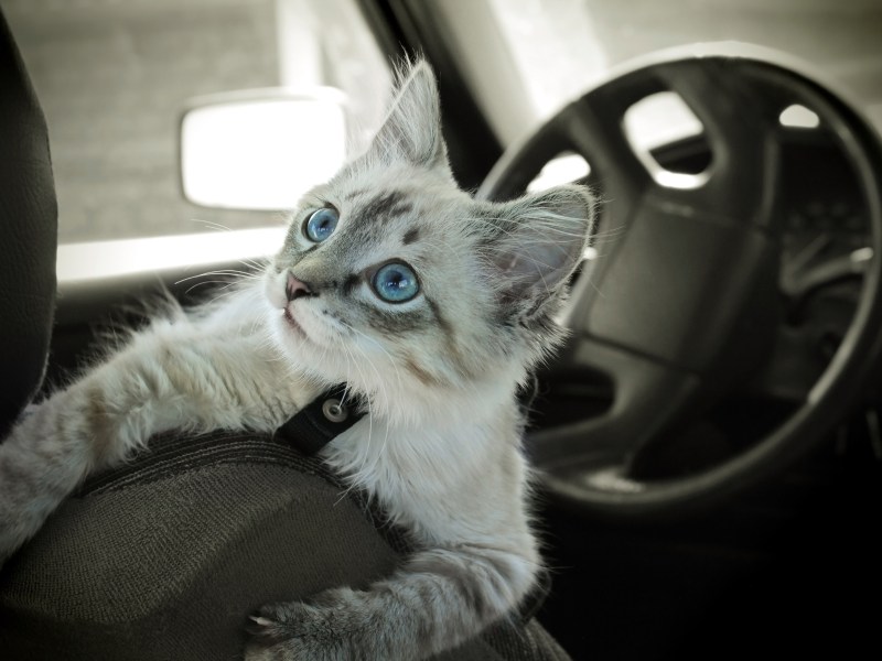 Katze im Auto