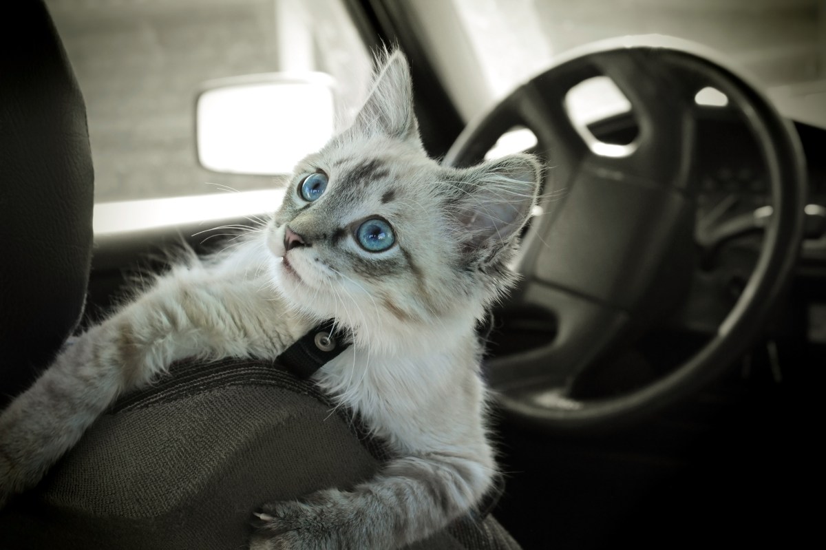 Katze im Auto