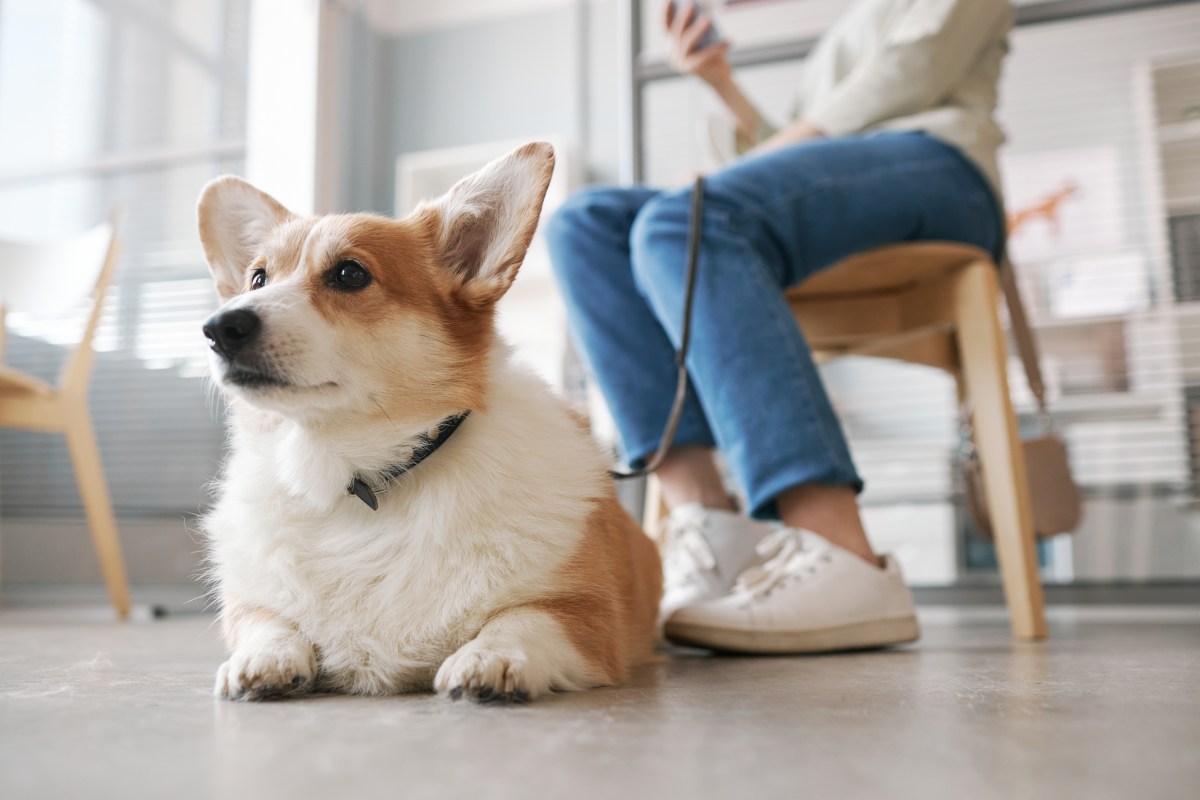 Hund wartet beim Tierarzt