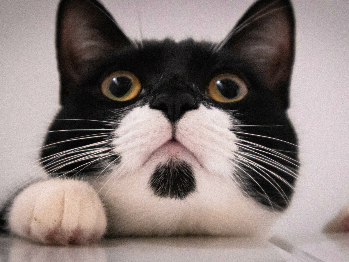 Tuxedo Katze in schwarz weiÃŸ im Portrait