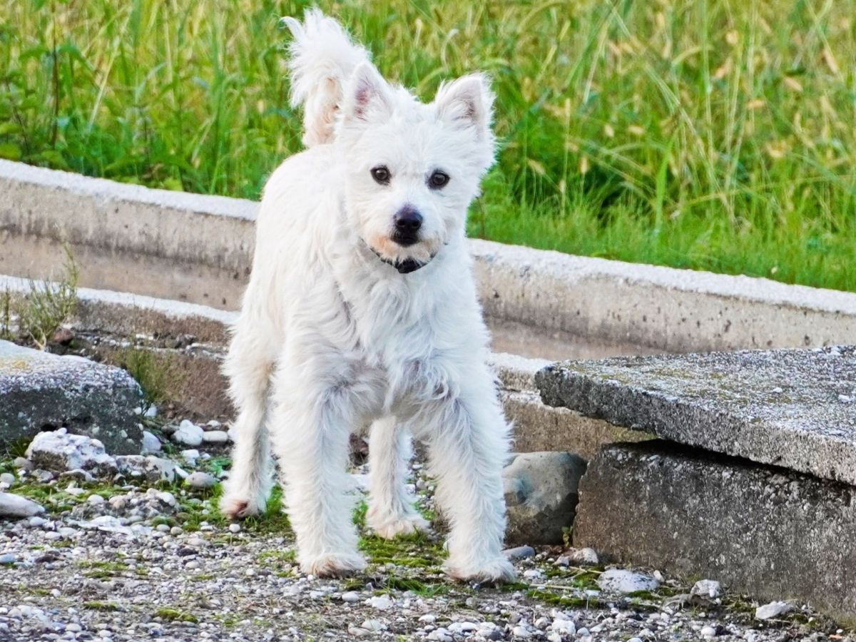 Westiepoo â€“ Steckbrief, Charakter, Pflege und Erziehung des charmanten Mischlings