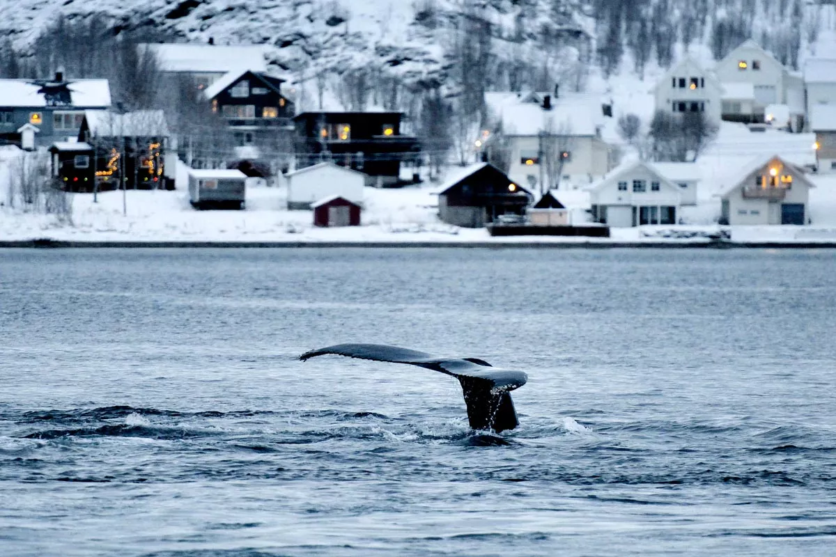 Wal vor Tromsø, Norwegen, Arktis.