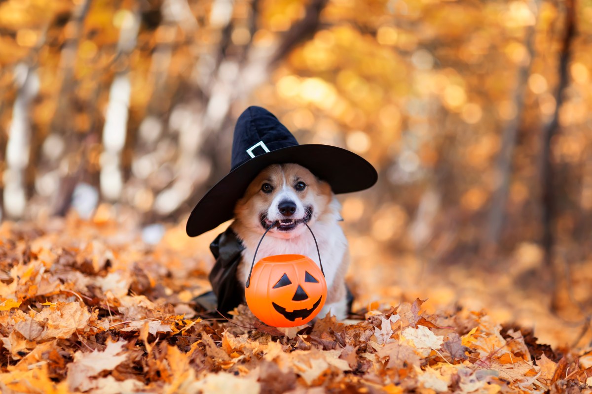 Corgi Halloween