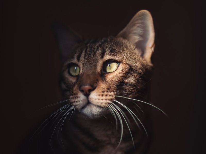 Katze Portrait mit Schatten angeleuchtet