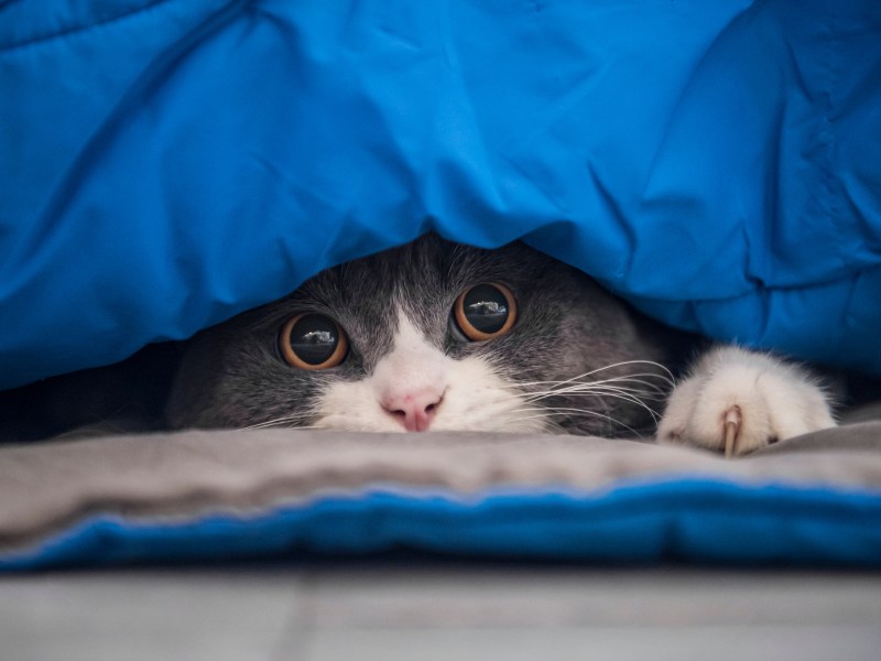 Katze mit weiten Pupillen versteckt sich unter Decke