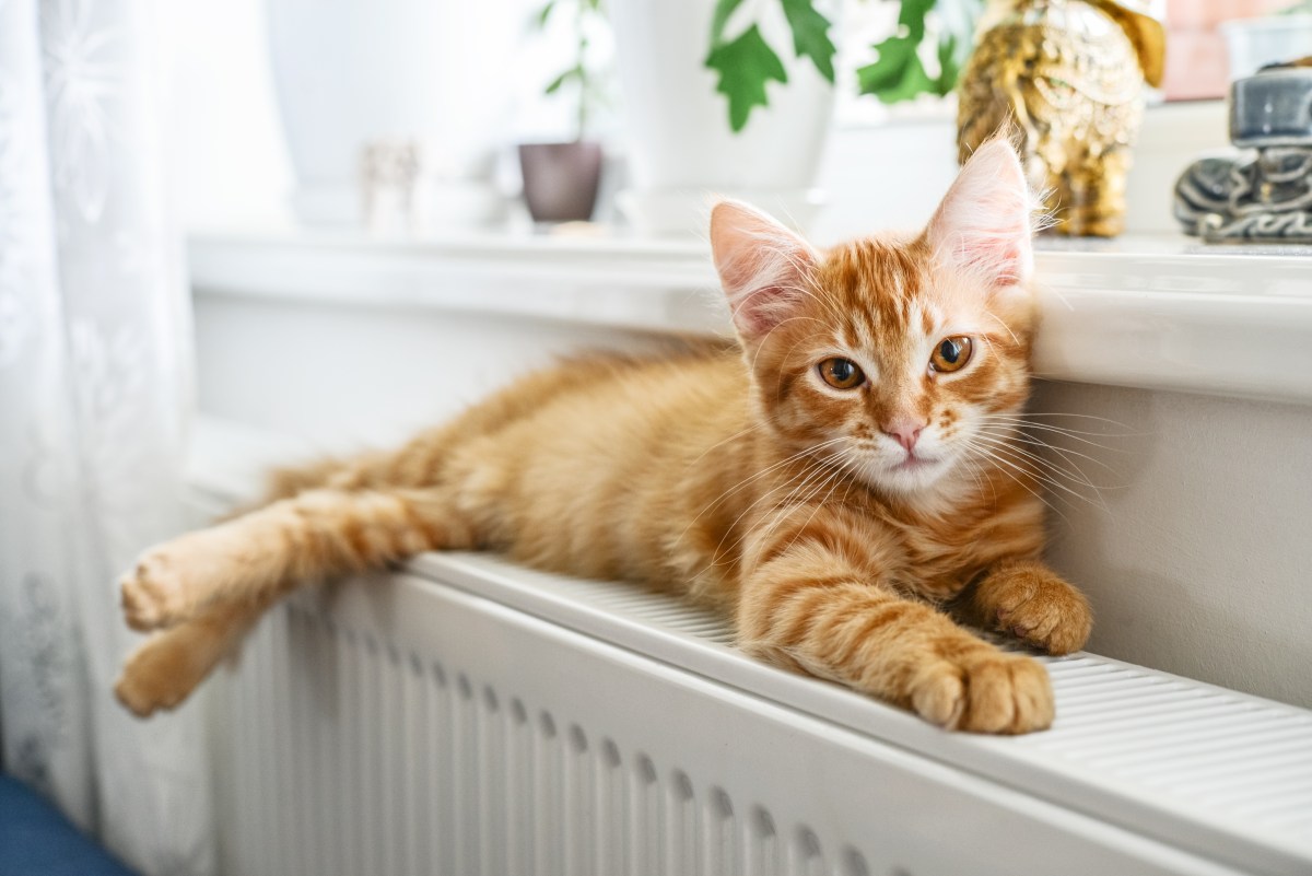 Rote Katze liegt auf einem Heizkörper