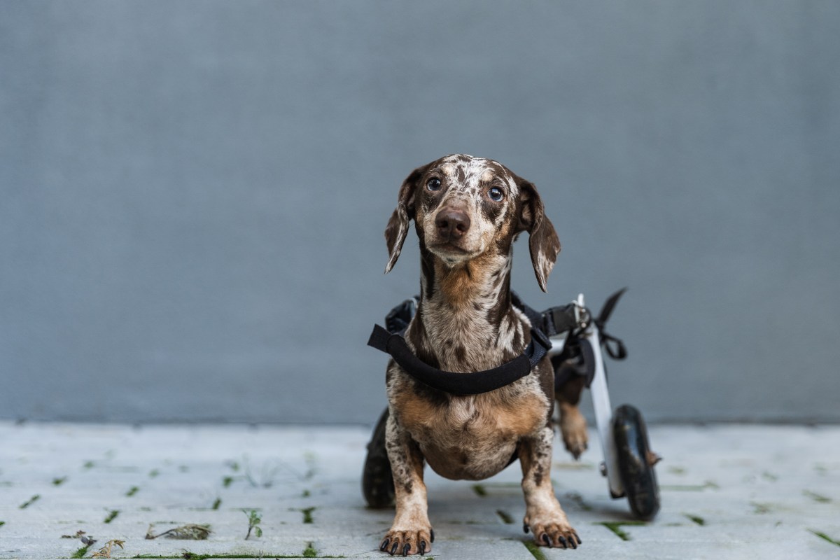 Hund Rollwagen