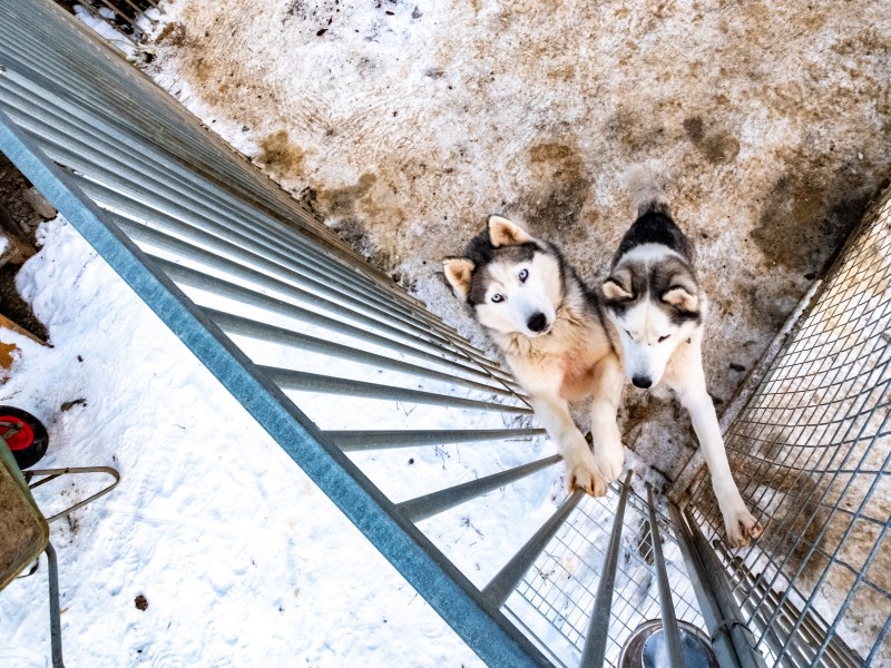 Hunde beschlagnahmt