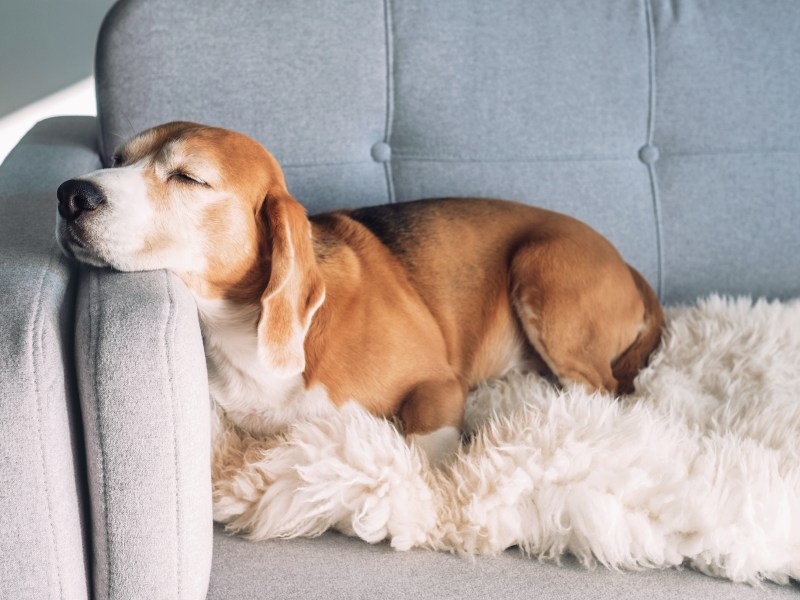 Hund auf der Couch