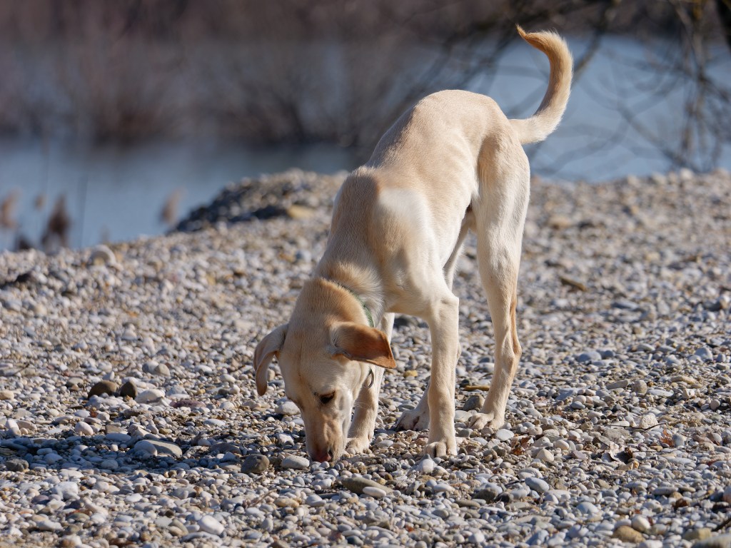 Hund frisst Steine