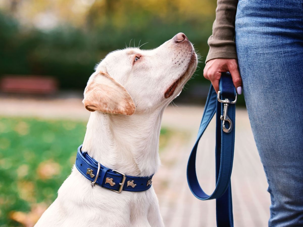 Geschirr vs. Halsband: Durch diese 3 Faktoren findest du heraus, was besser für deinen Hund ist