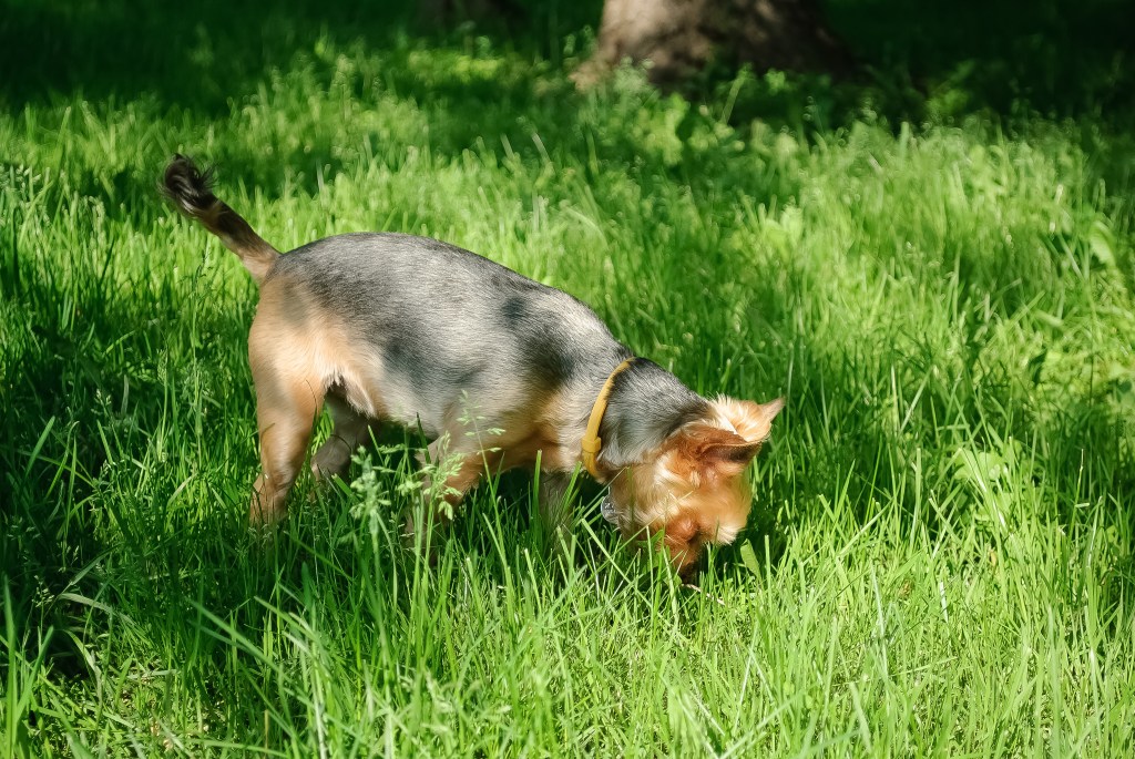 Hund frisst Kot