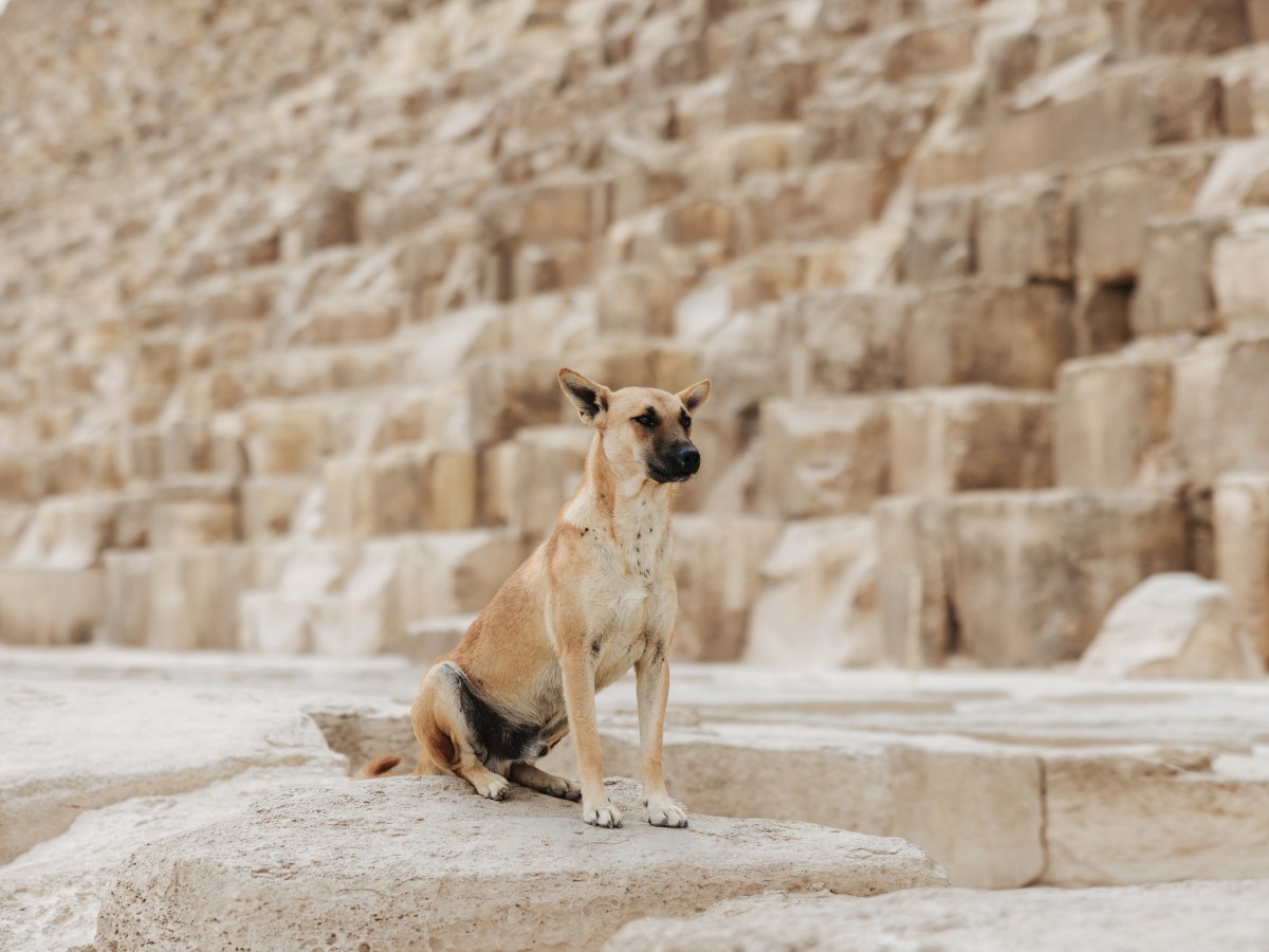 Hoch hinaus: Dieser Hund ist an einem Ort, wo noch nie ein Hund zuvor war