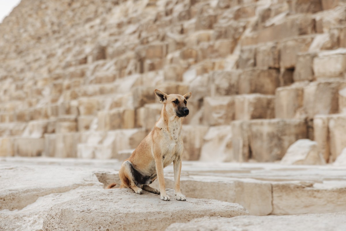 Hund vor Pyramide