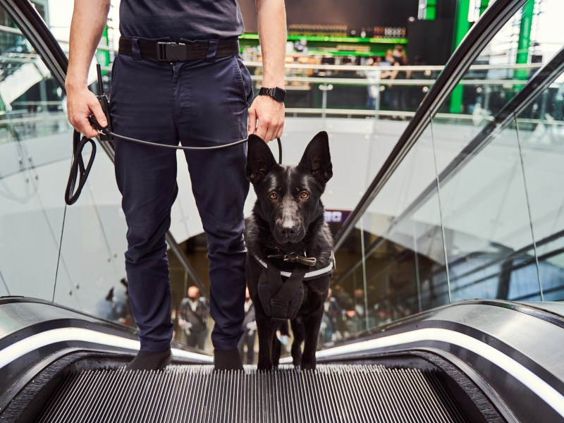 Hund auf Rolltreppe