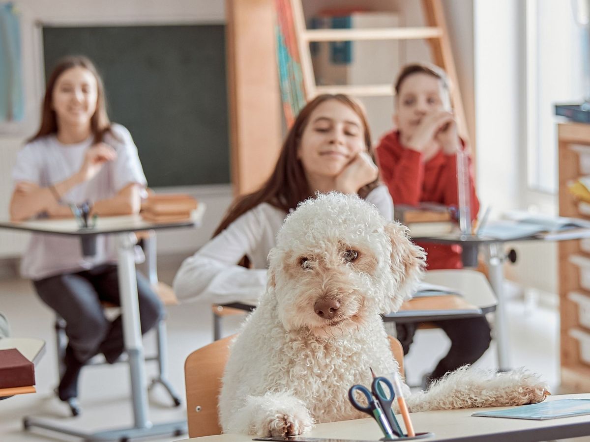 Schulhunde: Diese 5 Vorteile hat der Vierbeiner im Klassenzimmer