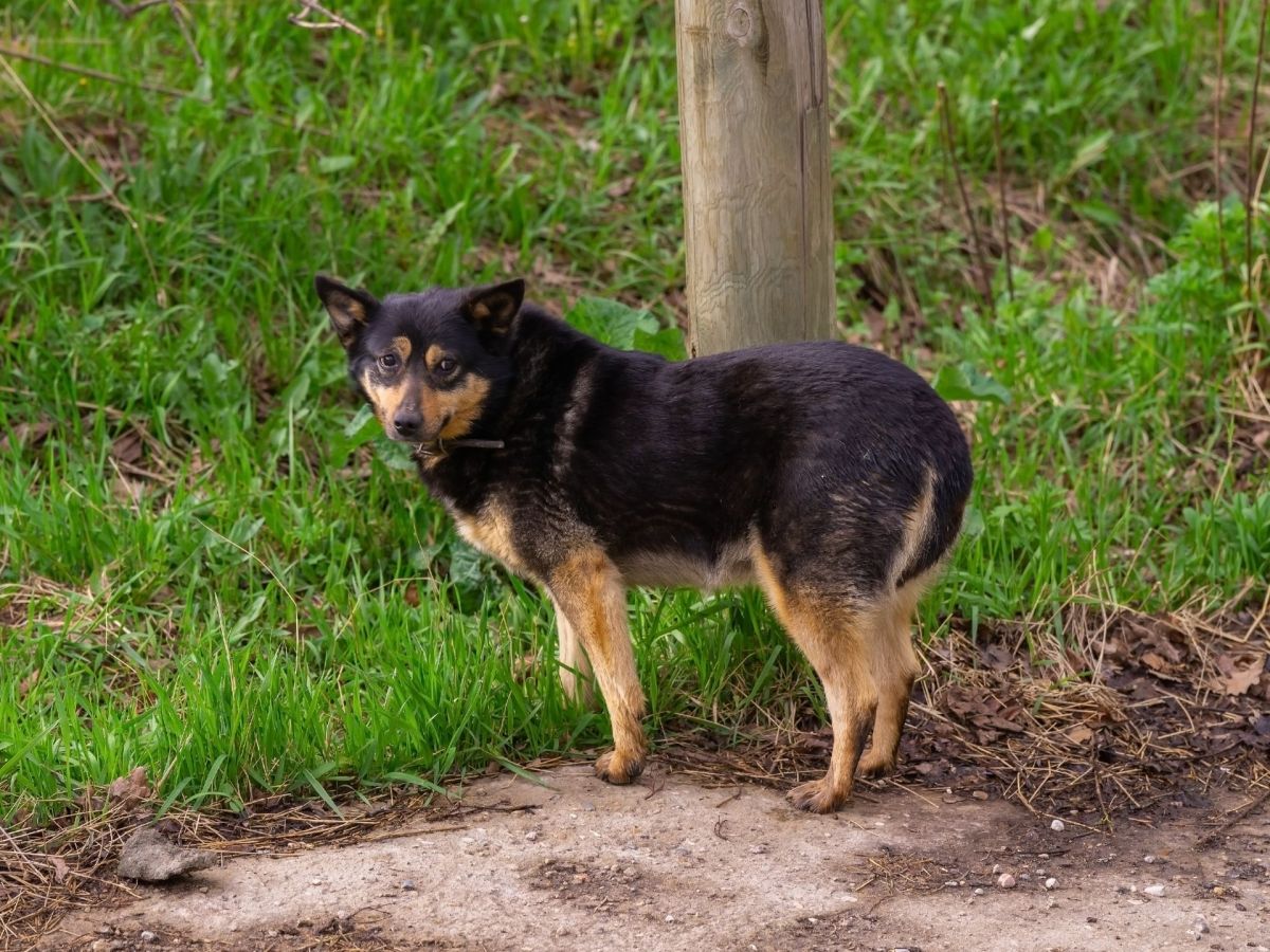 Mit diesen 5 Körpersignalen sagt dein Hund „Nein“