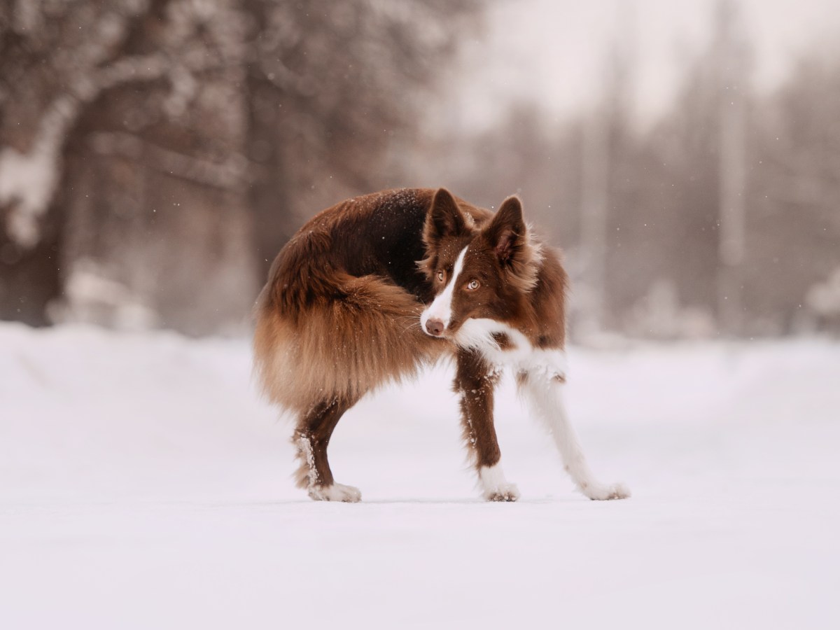 10 verrückte Dinge, die dein Hund tut – das bedeuten sie wirklich