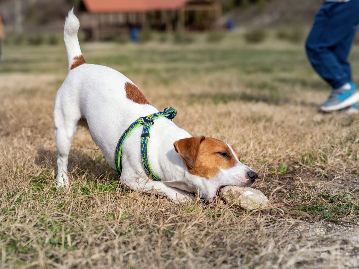 Hund frisst Steine: Das ist der Grund und das solltest du jetzt tun