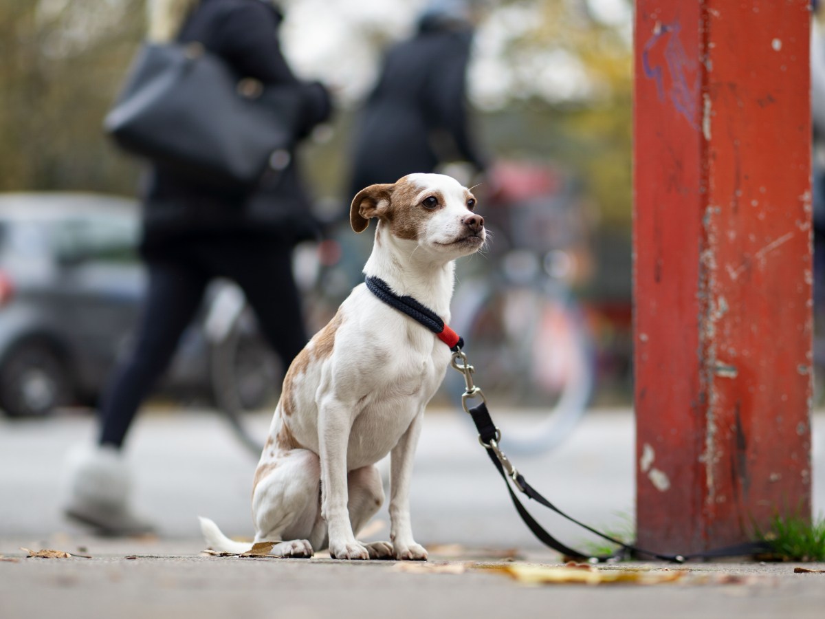 Hund aussetzen: Diese krasse Strafe droht den Tätern