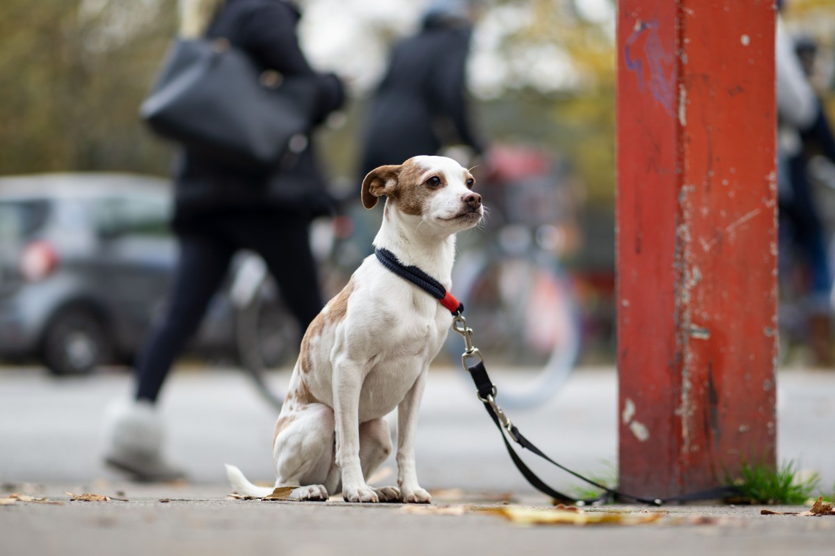 Ausgesetzter Hund