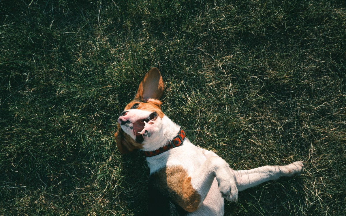 Hund wälzt sich auf Boden