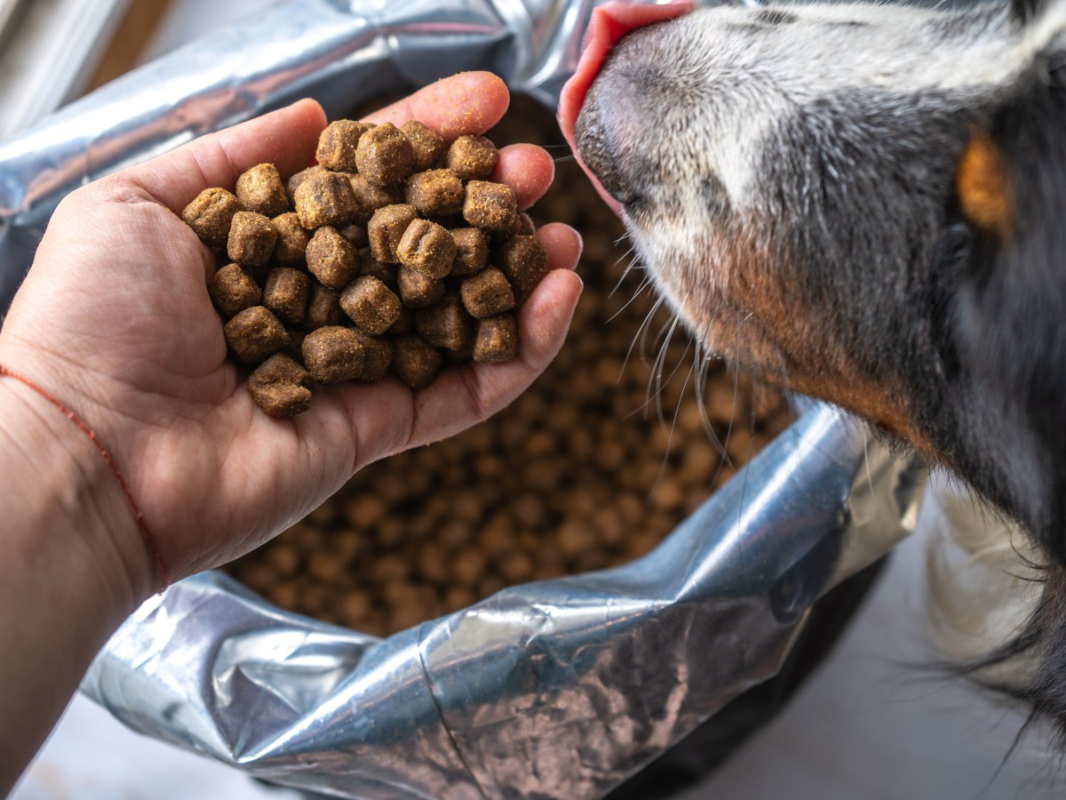 Hundefutter-Rückrufe weltweit: Die 5 häufigsten Gründe für Probleme bei der Produktion