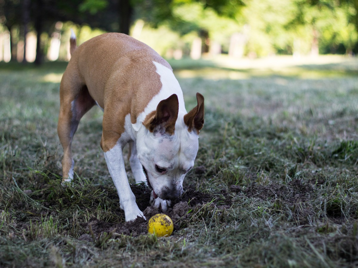 Hundespielzeuge: Ranking zeigt, wie dreckig sie wirklich sind