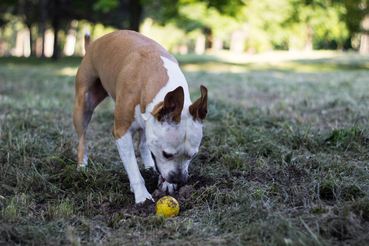 Hundespielzeug dreckig