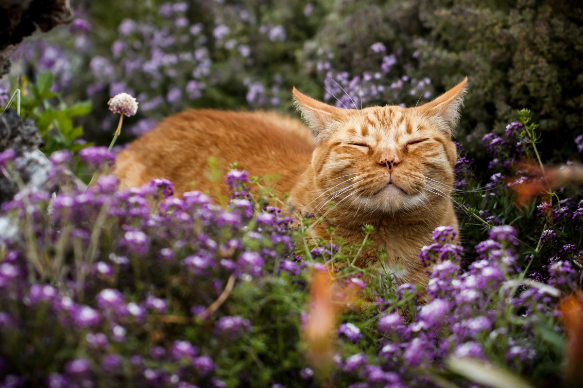 Katze liegt in einem Meer aus lila Blumen