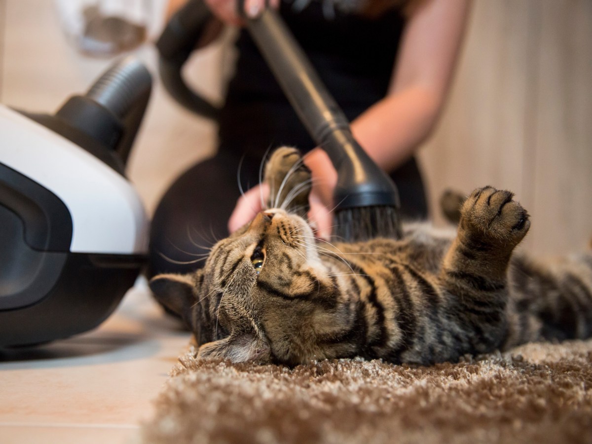 Absurder Trend: Warum Menschen ihre Katze mit dem Staubsauger absaugen