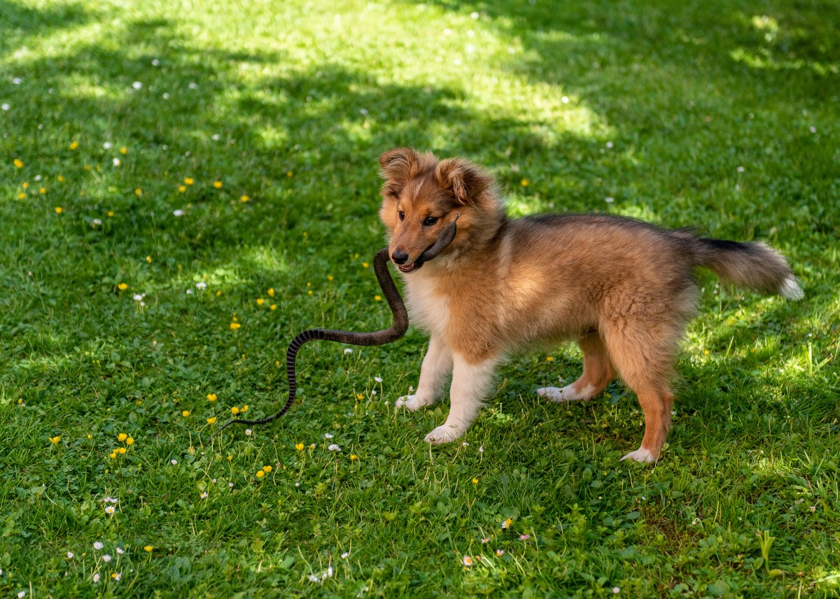 Hund mit Schlange im Maul