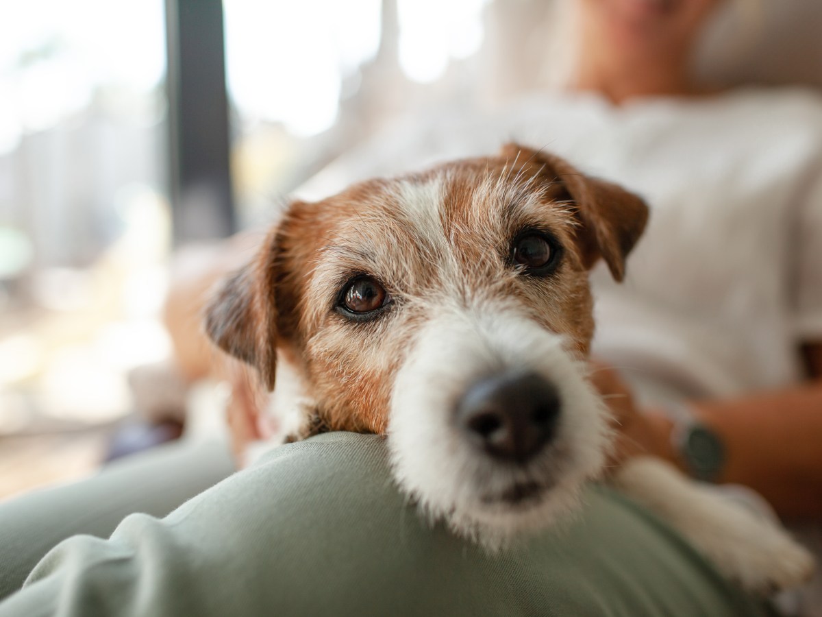 Hund adoptieren: Diese 5 überraschenden Gründe sprechen für einen älteren Hund