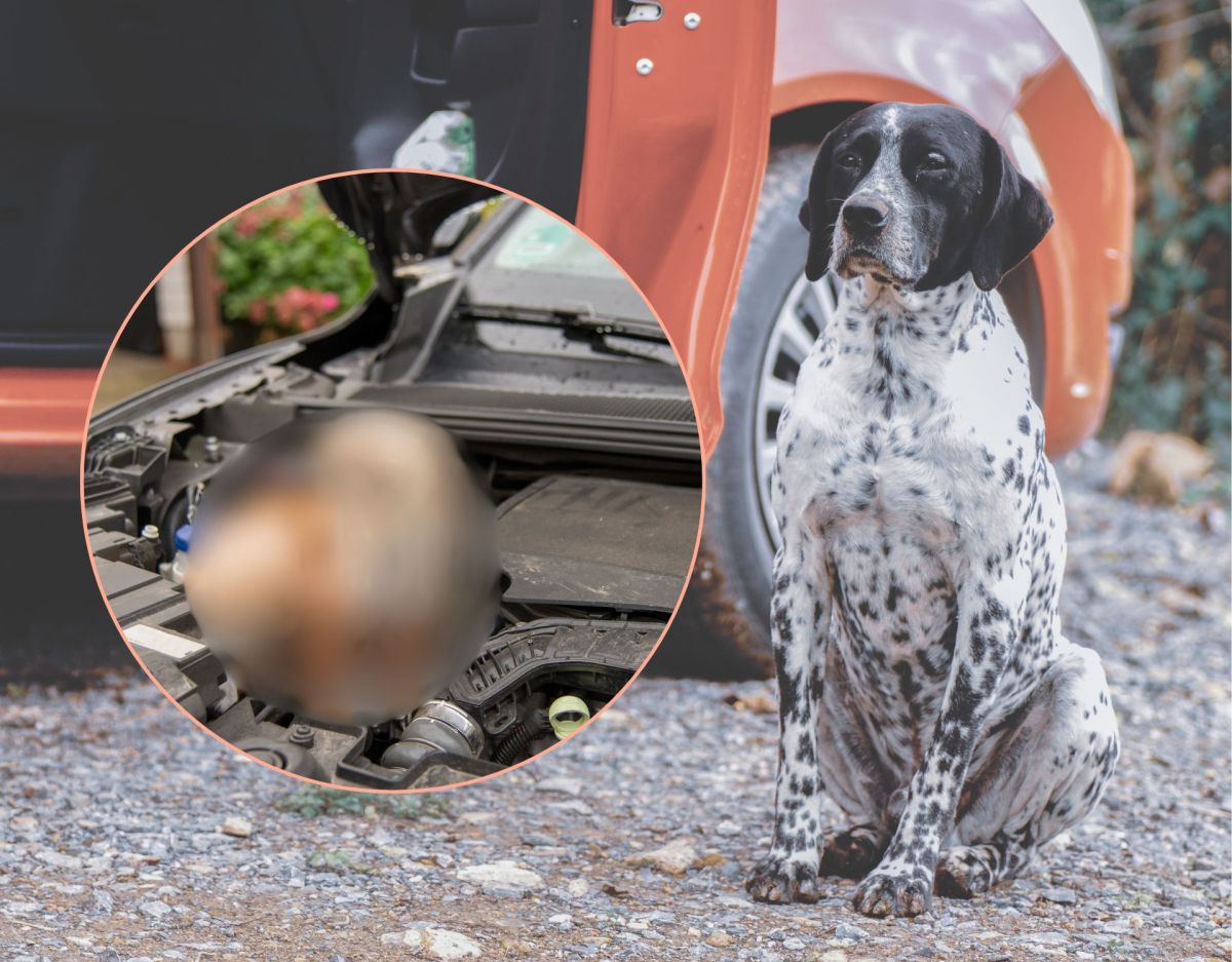 Tierrettung Hund sitzt vor Auto