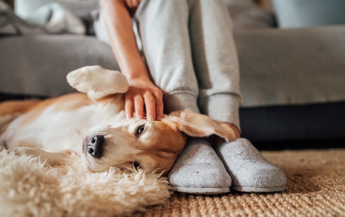 Hund Wirbel im Fell