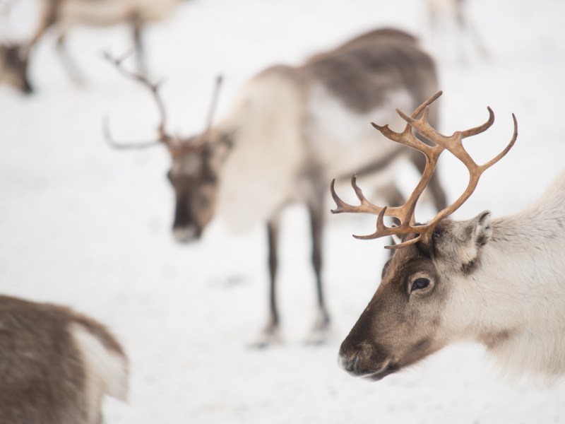 4 auÃŸergewÃ¶hnliche UnterkÃ¼nfte in Lappland.